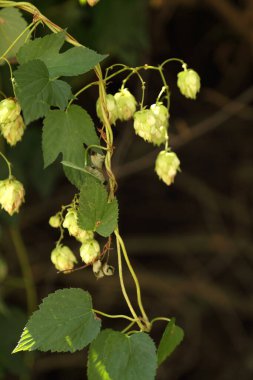 Zıplama çalıları. Vahşi sıçrayışlar. Bira yapmak için. Hops.