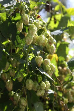 Zıplama çalıları. Vahşi sıçrayışlar. Bira yapmak için. Hops.