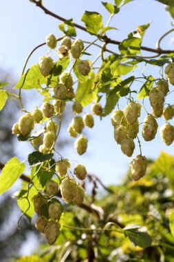 Zıplama çalıları. Vahşi sıçrayışlar. Bira yapmak için. Hops.