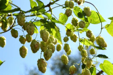 Zıplama çalıları. Vahşi sıçrayışlar. Bira yapmak için. Hops.