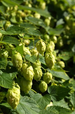 Zıplama çalıları. Vahşi sıçrayışlar. Bira yapmak için. Hops.
