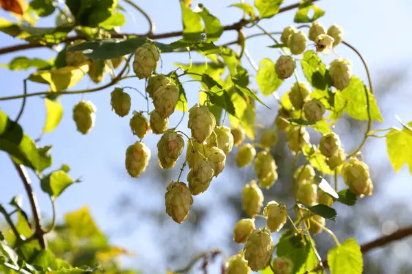 Zıplama çalıları. Vahşi sıçrayışlar. Bira yapmak için. Hops.