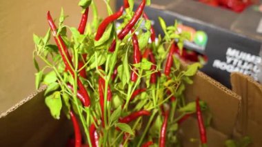 Acı biber ve biberden sos yapıyorum. Kırmızı biberli ve yeşil biberli sos yapıyorum. Jalapeo ve acı sos. Jalapenolardan acı sos yapıyorum..