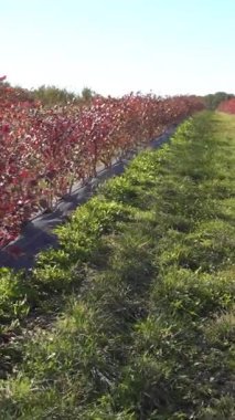 Yaban mersini çalılarının kış için hazırlanması. Yabanmersini yetiştiriyorum. Kırmızı yapraklı yabanmersini çalıları. Dikey video.
