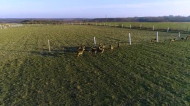 Çiftlik. Bir çiftlikte ren geyiği yetiştiriyor. Hava videosu.