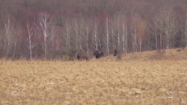Bizon yetiştiriciliği. Bison sürüsü. Açık ortamda bir bizon popülasyonunu sürdürmek. Bufalo yetiştiriciliği. Serbest tarım bizonu nüfusu. 