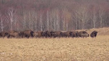 Bizon yetiştiriciliği. Bison sürüsü. Açık ortamda bir bizon popülasyonunu sürdürmek. Bufalo yetiştiriciliği. Serbest tarım bizonu nüfusu. 