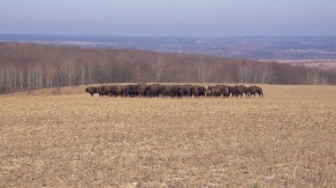 Bizon yetiştiriciliği. Bison sürüsü. Açık ortamda bir bizon popülasyonunu sürdürmek. Bufalo yetiştiriciliği. Serbest tarım bizonu nüfusu. 