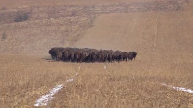 Bizon yetiştiriciliği. Bison sürüsü. Açık ortamda bir bizon popülasyonunu sürdürmek. Bufalo yetiştiriciliği. Serbest tarım bizonu nüfusu. 