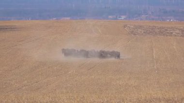 Bizon yetiştiriciliği. Bison sürüsü. Açık ortamda bir bizon popülasyonunu sürdürmek. Bufalo yetiştiriciliği. Serbest tarım bizonu nüfusu. 