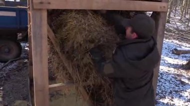 Kyiv, Ukrayna - 25 Şubat 2025: Bison sürüsü. Açık ortamda bir bizon popülasyonunu sürdürmek. Bufalo yetiştiriciliği. Serbest tarım bizonu nüfusu - editörlük görüntüleri