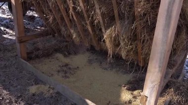 Kyiv, Ukrayna - 25 Şubat 2025: Video seti: Bison Sürüsü. Açık ortamda bir bizon popülasyonunu sürdürmek. Bufalo yetiştiriciliği. Serbest tarım bizonu nüfusu - editörlük görüntüleri