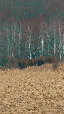 Bizon yetiştiriciliği. Bison sürüsü. Açık ortamda bir bizon popülasyonunu sürdürmek. Bufalo yetiştiriciliği. Serbest tarım bizonu nüfusu. Dikey video.