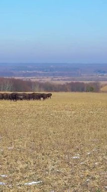 Bizon yetiştiriciliği. Bison sürüsü. Açık ortamda bir bizon popülasyonunu sürdürmek. Bufalo yetiştiriciliği. Serbest tarım bizonu nüfusu. Dikey video.