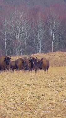 Bizon yetiştiriciliği. Bison sürüsü. Açık ortamda bir bizon popülasyonunu sürdürmek. Bufalo yetiştiriciliği. Serbest tarım bizonu nüfusu. Dikey video.