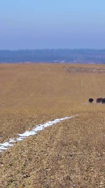 Bizon yetiştiriciliği. Bison sürüsü. Açık ortamda bir bizon popülasyonunu sürdürmek. Bufalo yetiştiriciliği. Serbest tarım bizonu nüfusu. Dikey video.