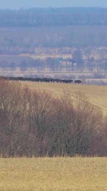Bizon yetiştiriciliği. Bison sürüsü. Açık ortamda bir bizon popülasyonunu sürdürmek. Bufalo yetiştiriciliği. Serbest tarım bizonu nüfusu. Dikey video.