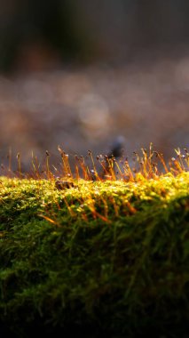İlkbaharda ormanda. Bahar bitkileri yeşil yosunları delip geçiyor. İlkbaharda ormanda yosun açar..