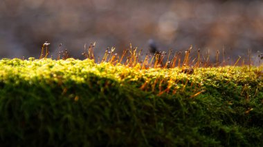 İlkbaharda ormanda. Bahar bitkileri yeşil yosunları delip geçiyor. İlkbaharda ormanda yosun açar..