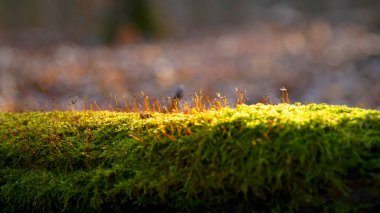 İlkbaharda ormanda. Bahar bitkileri yeşil yosunları delip geçiyor. İlkbaharda ormanda yosun açar..