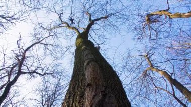 Bahar ormanı. Ağaçların sinerjisi. Büyük bir meşe ağacı daha küçük bir ağacı yuttu. Büyük meşe, küçük olanı emdi ve birleşerek onlardan birine dönüştü. Ağaç ormandaki başka bir ağaçla birlikte büyüdü..