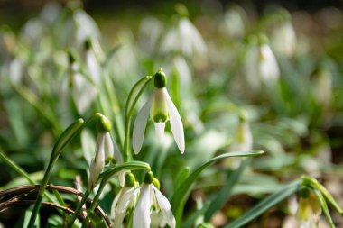 Bahar. Kar damlaları. Bahar havası. Güzel bahar çiçekleri kar damlaları.