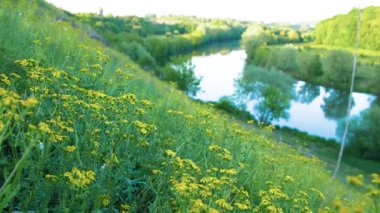 Nehir kenarındaki muhteşem yaz doğası. Yazın gün batımında güneş ışığında güzel bir nehir. Nehrin sakin akışı. Nehir kıyısındaki yaban çiçekleri.