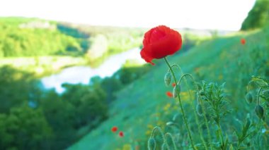 Nehir kenarındaki muhteşem yaz doğası. Nehrin sakin akışı. Nehir kıyısındaki yaban çiçekleri.