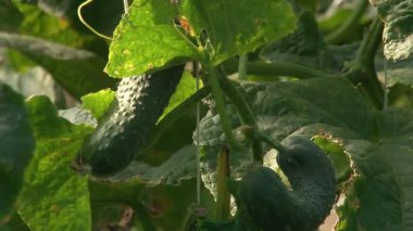 Bir serada salatalık yetiştiriyor..