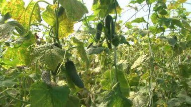 Bir serada salatalık yetiştiriyor..