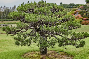 OKAYAMA, JAPONYA - 22 Mayıs 2023: Japonya 'nın Okayama kentinde popüler bir turizm merkezi olan güzel Korakuen Bahçesi' nde sakin bir yürüyüş yapan ziyaretçiler. 