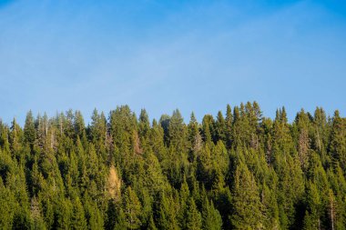 İtalya, Dolomite Alplerinde çam ağaçları ve mavi gökyüzü.