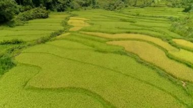 Tam Son kasabası, Quan Ba Bölgesi, Ha Giang Eyaleti, Vietnam 'da bulunan Paddy hava aracı tarlalarının 4k görüntüsü..