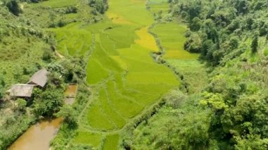 Tam Son kasabası, Quan Ba Bölgesi, Ha Giang Eyaleti, Vietnam 'da bulunan Paddy hava aracı tarlalarının 4k görüntüsü..