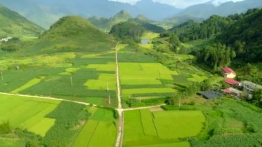 Tam Son kasabası, Quan Ba Bölgesi, Ha Giang Eyaleti, Vietnam 'da bulunan Paddy hava aracı tarlalarının 4k görüntüsü..