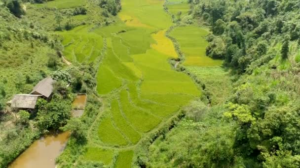 位于越南下乡泉坝区Tam Son镇的无人驾驶稻田拍摄的4K视频 — 图库视频影像