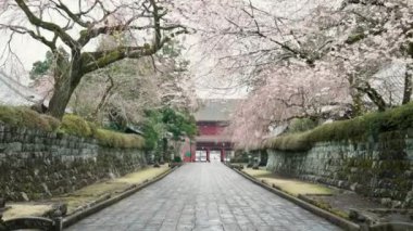 İlerleyin ve Taisekiji Tapınağı, Kamijo, Fujinomiya, Shizuoka, Japonya 'daki yol kenarındaki kiraz çiçeklerine hayran olun..