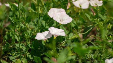 Konvolvulus çiçeği. Beyaz çiçek, beyaz yabani çiçek