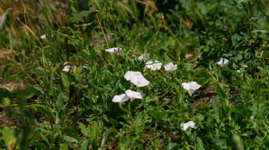 Konvolvulus çiçeği. Beyaz çiçek, beyaz yabani çiçek
