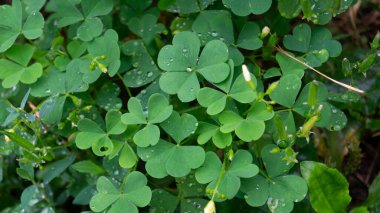 Yağmurdan sonra yeşil yapraklar. Yaprağın üzerindeki yağmur damlaları. Yağmurdan sonra bitkiler