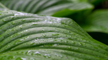 Yağmurdan sonra yeşil yapraklar. Yaprağın üzerindeki yağmur damlaları. Yağmurdan sonra bitkiler