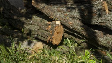 Tahta kütükler. Ağaçları kesin. Tahta kütükler çimenlerde yatar.