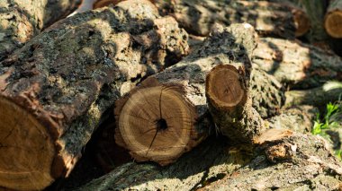 Tahta kütükler. Ağaçları kesin. Tahta kütükler çimenlerde yatar.