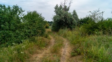 Ormanın ortasındaki yol. Saha yolu. Otoyol
