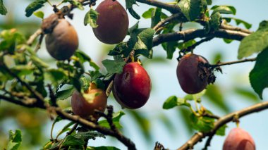 Daldaki erik. Ağaçta bir erik yetişir.