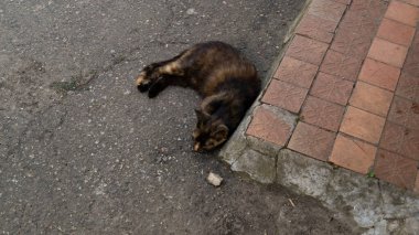 Kedi yerde uyuyor. Tamam mı? Kedi eşikte uyuyor.