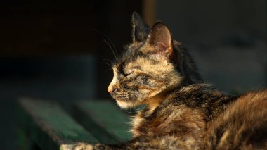 Üç renkli kedi. Yeşil gözlü bir kedi. Bir kedinin yüzüne yakın çekim