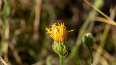 Sarı çiçek. Akşam ışığında sarı bir çiçek. Sarı çiçek yakın plan.