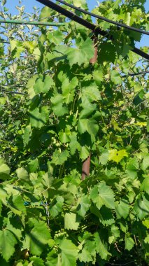 Üzüm. Üzüm çalısı. Yeşil üzüm yaprakları. Üzümler kemerde yetişir. Mavi gökyüzünün arka planında üzümler