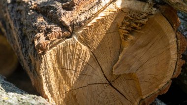 Tahta kütük. Tahta kütükler. Ağaçları kesin. Yakacak odun topluyorum. Ağaç bölümü